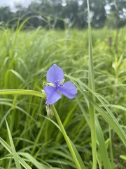 Tradescantia bracteata