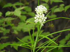 Asclepias angustifolia