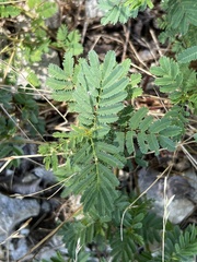 Desmanthus leptolobus