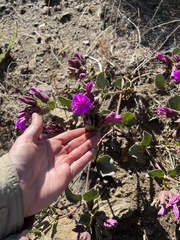 Mirabilis multiflora pubescens