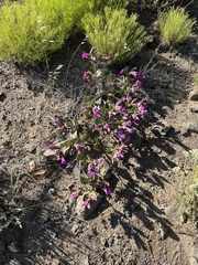 Mirabilis multiflora pubescens