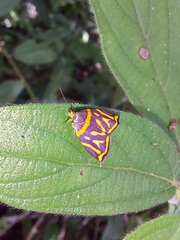 Hemerophila orinympha