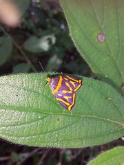 Hemerophila orinympha