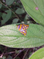 Hemerophila orinympha