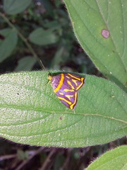 Hemerophila orinympha