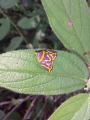 Hemerophila orinympha
