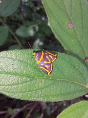 Hemerophila orinympha