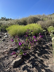 Mirabilis multiflora pubescens