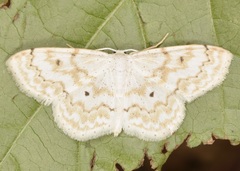 Idaea obfusaria