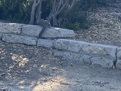 Otospermophilus beecheyi