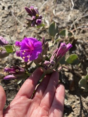 Mirabilis multiflora pubescens