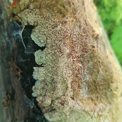 Phlebia rufa