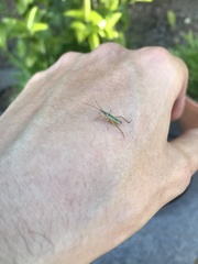 Megaloceroea recticornis