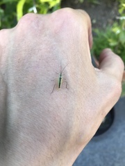 Megaloceroea recticornis