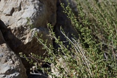 Brickellia microphylla microphylla
