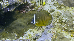 Chaetodon auripes