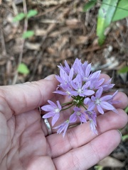 Allium unifolium