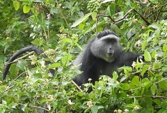 Cercopithecus mitis stuhlmanni
