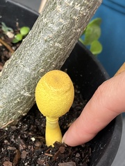 Leucocoprinus birnbaumii