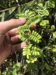 Osteomeles anthyllidifolia