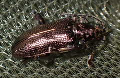 Plateumaris sericea