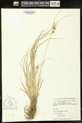 Carex viridula viridula