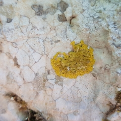 Leproplaca xantholyta