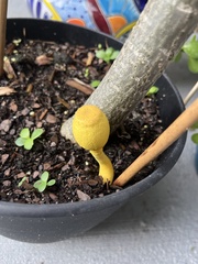Leucocoprinus birnbaumii