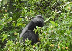 Cercopithecus mitis stuhlmanni