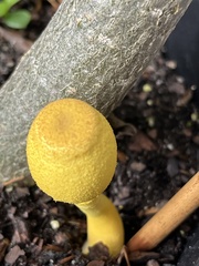 Leucocoprinus birnbaumii