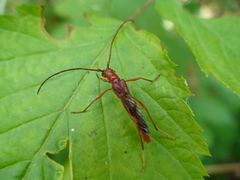 Necydalis laevicollis