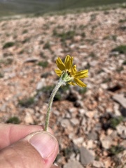 Tetraneuris torreyana