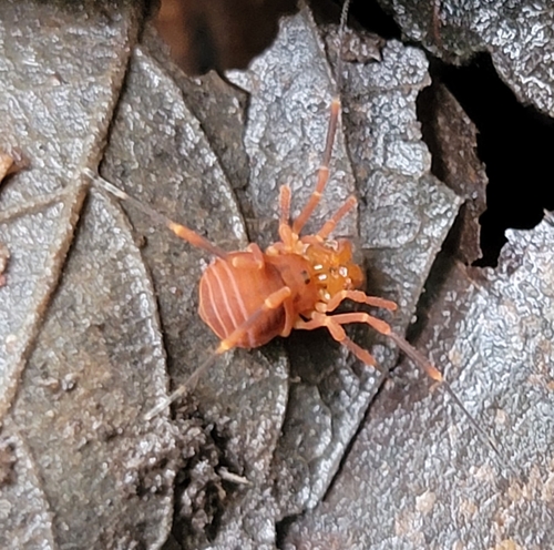Sclerobunus nondimorphicus photo 4