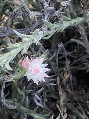 Achyranthemum
