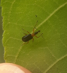 Eugnamptus angustatus