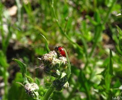 Coccinella septempunctata