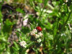 Coccinella septempunctata
