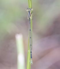 Enallagma doubledayi