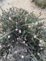 Achyranthemum