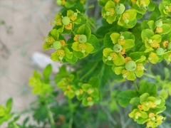 Euphorbia flavicoma