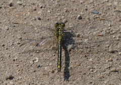 Gomphus