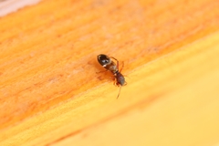 Leptorchestes berolinensis