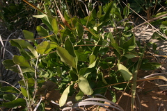 Empogona cacondensis