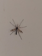 Dictenidia