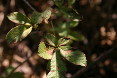 Vitex mombassae