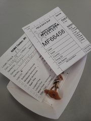 Lactarius neotabidus