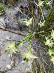 Amphithalea cymbifolia