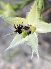 Amphithalea cymbifolia