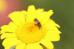 Halictus maculatus