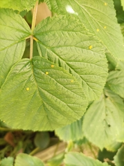 Phyllocoptes gracilis